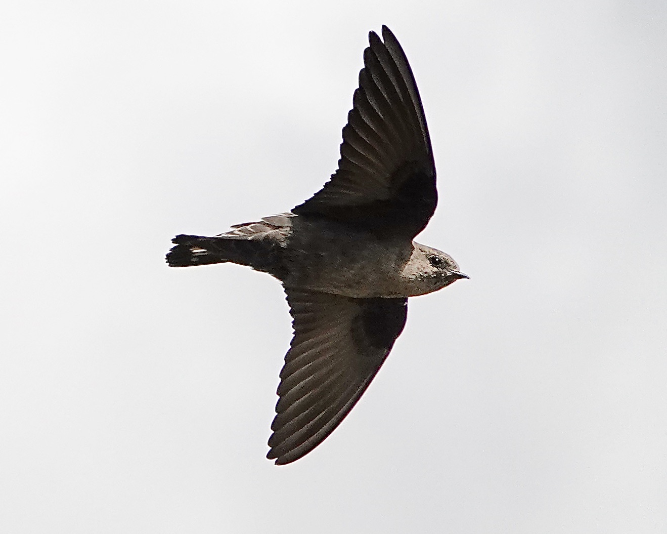 crag martin